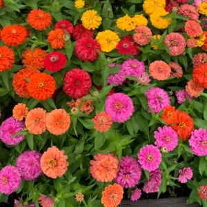 Mixed Zinnia Live Plant - Colorful Summer Flowers in 4 Inch Pot - Image 1