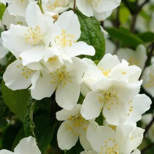 Mock Orange Bare Root Plant - 2 Count, 1-2ft Tall, Fragrant White Flowers - Image 2