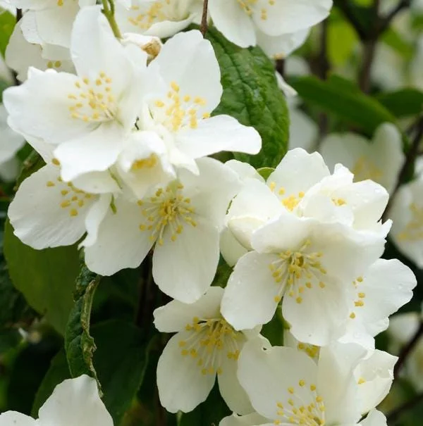 Mock Orange Bare Root Plant - 2 Count, 1-2ft Tall, Fragrant White Flowers - Image 2