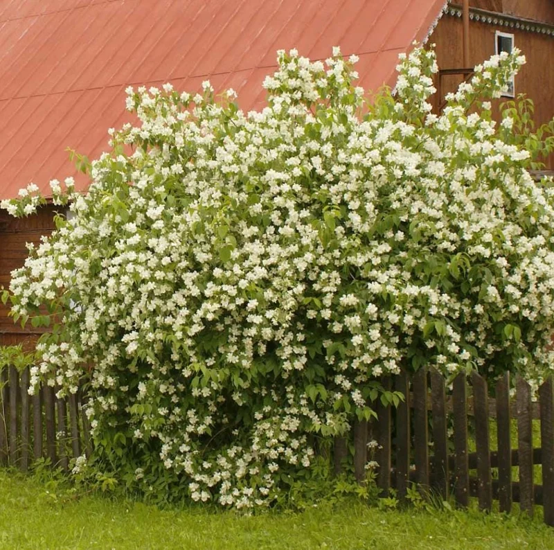 Mock Orange Bare Root Plant - 2 Count, 1-2ft Tall, Fragrant White Flowers - Image 3
