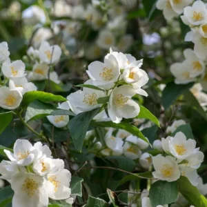 Mock Orange Bare Root Plant - 2 Count, 1-2ft Tall, Fragrant White Flowers - Image 4