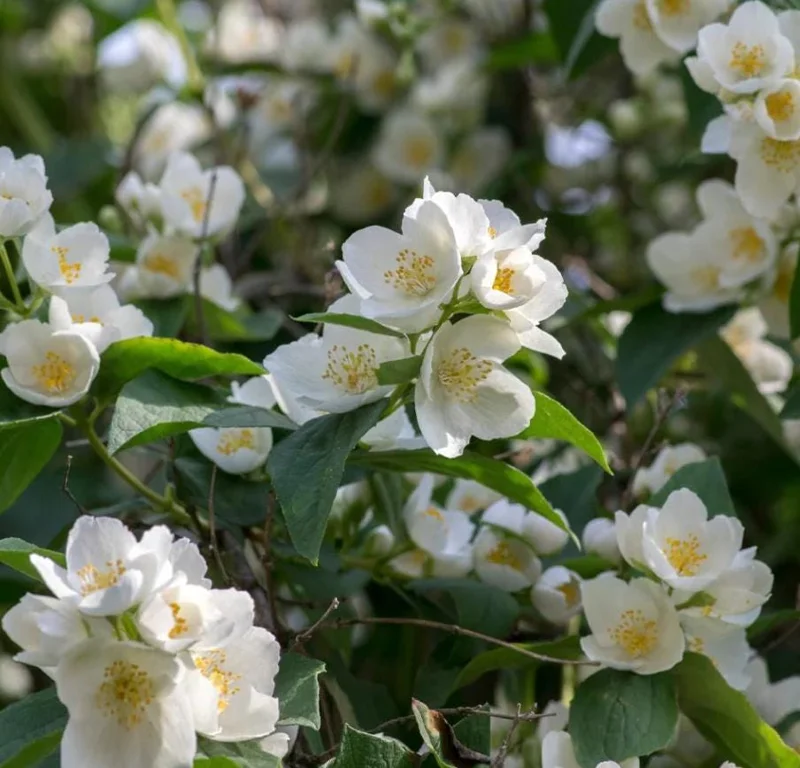Mock Orange Bare Root Plant - 2 Count, 1-2ft Tall, Fragrant White Flowers - Image 4
