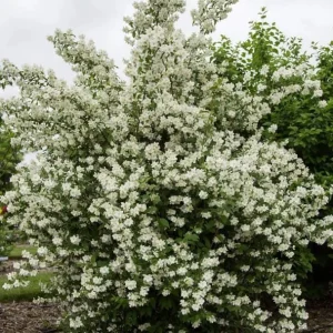 Mock Orange Bare Root Plant - 2 Count, 1-2ft Tall, Fragrant White Flowers - Image 5
