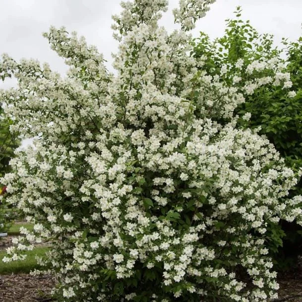Mock Orange Bare Root Plant - 2 Count, 1-2ft Tall, Fragrant White Flowers - Image 5