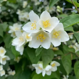 Mock Orange Bare Root Plant - 2 Count, 1-2ft Tall, Fragrant White Flowers - Image 6