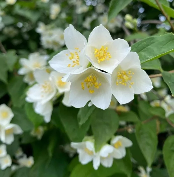 Mock Orange Bare Root Plant - 2 Count, 1-2ft Tall, Fragrant White Flowers - Image 6