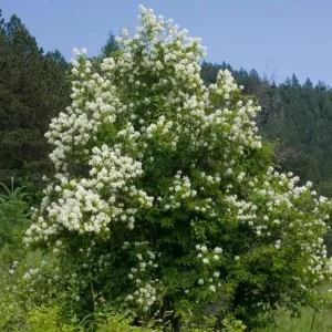 Mock Orange Bare Root Plant - 2 Count, 1-2ft Tall, Fragrant White Flowers - Image 7