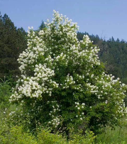 Mock Orange Bare Root Plant - 2 Count, 1-2ft Tall, Fragrant White Flowers - Image 7