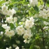 Mock Orange Bare Root Plant - 2 Count, 1-2ft Tall, Fragrant White Flowers - Image 1