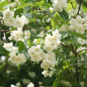 Mock Orange Bare Root Plant - 2 Count, 1-2ft Tall, Fragrant White Flowers - Image 1