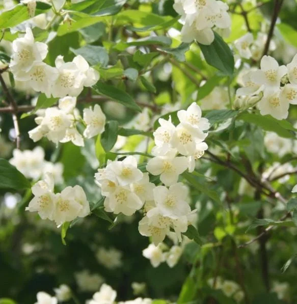 Mock Orange Bare Root Plant - 2 Count, 1-2ft Tall, Fragrant White Flowers - Image 1