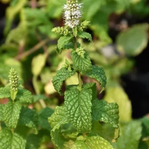 Mojito Mint Live Plant – 7-inch Tall Culinary Herb – 4.5-inch Pot – Indoor/Outdoor - Image 2