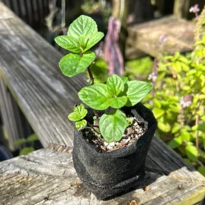 Mojito Mint Live Plant – 7-inch Tall Culinary Herb – 4.5-inch Pot – Indoor/Outdoor - Image 5