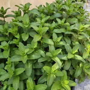 Mojito Mint Live Plant – 7-inch Tall Culinary Herb – 4.5-inch Pot – Indoor/Outdoor - Image 1