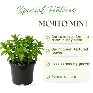 Mojito Mint Live Plant – Fragrant Edible Herb – 5-7 inches Tall – Indoor/Outdoor - Image 2
