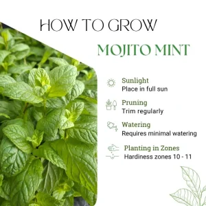 Mojito Mint Live Plant – Fragrant Edible Herb – 5-7 inches Tall – Indoor/Outdoor - Image 3