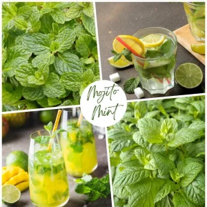 Mojito Mint Live Plant – Fragrant Edible Herb – 5-7 inches Tall – Indoor/Outdoor - Image 7