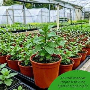 Mojito Mint Live Plant – Fragrant Edible Herb – 5-7 inches Tall – Indoor/Outdoor - Image 9