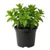 Mojito Mint Live Plant – Fragrant Edible Herb – 5-7 inches Tall – Indoor/Outdoor - Image 1