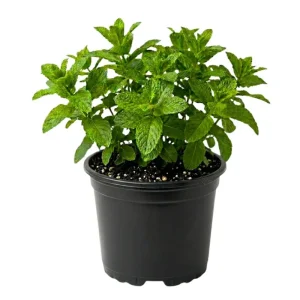Mojito Mint Live Plant – Fragrant Edible Herb – 5-7 inches Tall – Indoor/Outdoor - Image 1