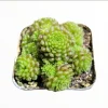 Monanthes Polyphylla Succulent Plant - 2 Inch Live Indoor/Outdoor Pot - Image 1
