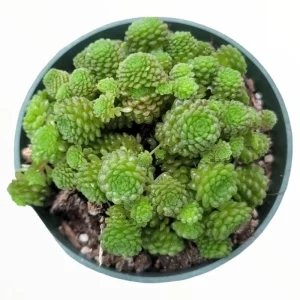 Monanthes Polyphylla Succulent Plant - 2 Inch Live Indoor/Outdoor Pot - Image 2