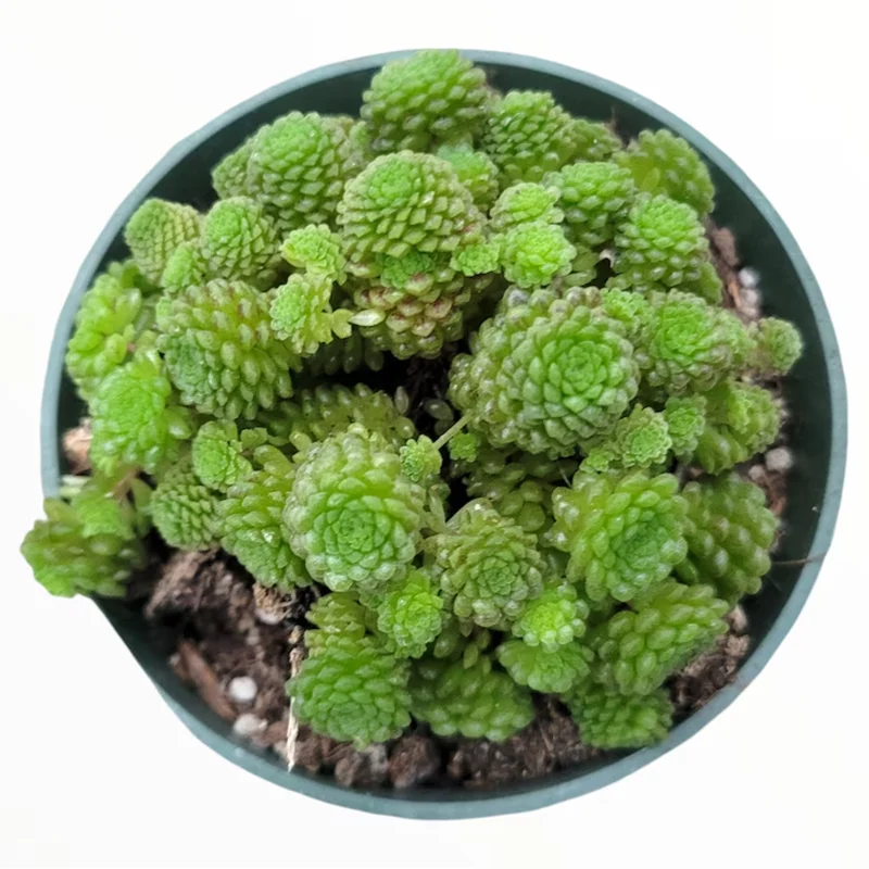 Monanthes Polyphylla Succulent Plant - 2 Inch Live Indoor/Outdoor Pot - Image 2