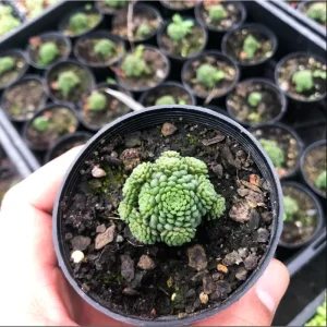 Monanthes Polyphylla Succulent Plant - 2 Inch Live Indoor/Outdoor Pot - Image 3