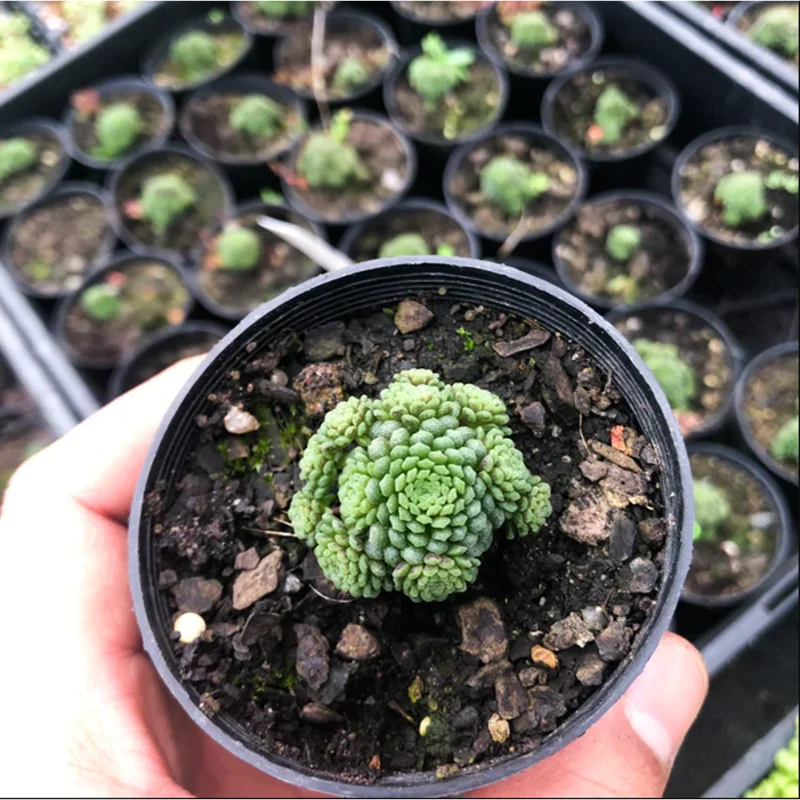 Monanthes Polyphylla Succulent Plant - 2 Inch Live Indoor/Outdoor Pot - Image 3