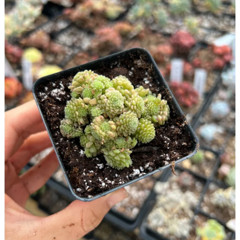 Monanthes Polyphylla Succulent Plant - 2 Inch Live Indoor/Outdoor Pot - Image 4