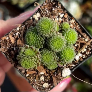 Monanthes Polyphylla Succulent Plant - 2 Inch Live Indoor/Outdoor Pot - Image 5