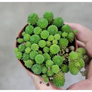 Monanthes Polyphylla Succulent Plant - 2 Inch Live Indoor/Outdoor Pot - Image 6