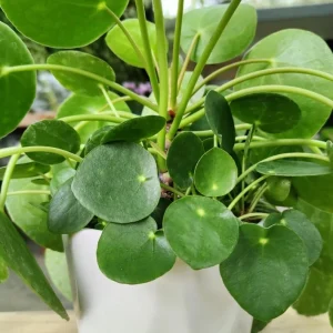 Money Plant Live – Easy Care Indoor Houseplant – 7-inch Tall, 6-inch Pot - Image 2