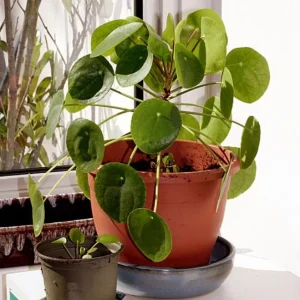 Money Plant Live – Easy Care Indoor Houseplant – 7-inch Tall, 6-inch Pot - Image 3