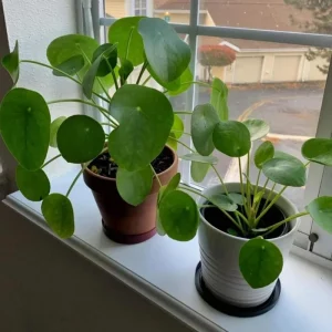 Money Plant Live – Easy Care Indoor Houseplant – 7-inch Tall, 6-inch Pot - Image 4