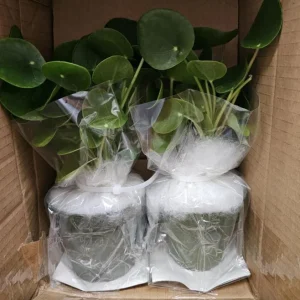 Money Plant Live – Easy Care Indoor Houseplant – 7-inch Tall, 6-inch Pot - Image 5