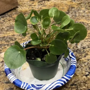 Money Plant Live – Easy Care Indoor Houseplant – 7-inch Tall, 6-inch Pot - Image 6