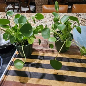 Money Plant Live – Easy Care Indoor Houseplant – 7-inch Tall, 6-inch Pot - Image 7