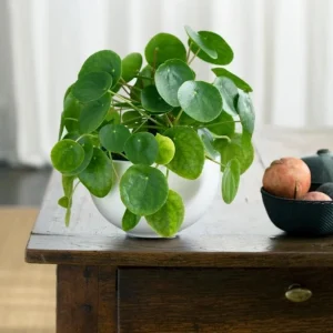 Money Plant Live – Easy Care Indoor Houseplant – 7-inch Tall, 6-inch Pot - Image 1