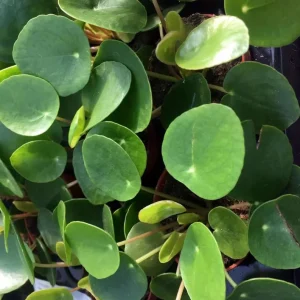 Money Plant Live Houseplant – 7-inch Tall – 4-inch Pot – Easy Care Indoor Plant - Image 2