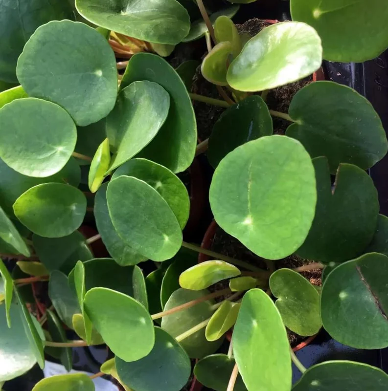 Money Plant Live Houseplant – 7-inch Tall – 4-inch Pot – Easy Care Indoor Plant - Image 2