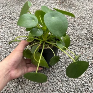 Money Plant Live Houseplant – 7-inch Tall – 4-inch Pot – Easy Care Indoor Plant - Image 3