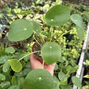 Money Plant Live Houseplant – 7-inch Tall – 4-inch Pot – Easy Care Indoor Plant - Image 4