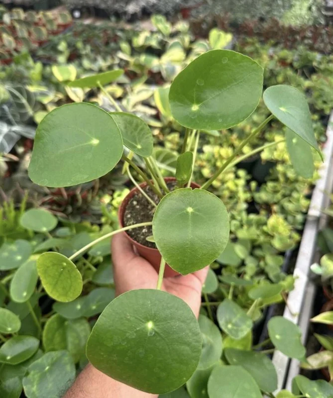 Money Plant Live Houseplant – 7-inch Tall – 4-inch Pot – Easy Care Indoor Plant - Image 4