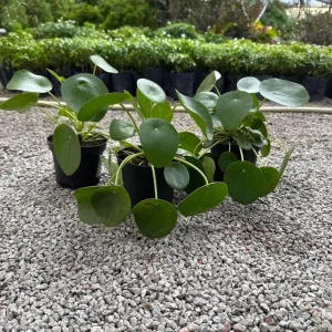 Money Plant Live Houseplant – 7-inch Tall – 4-inch Pot – Easy Care Indoor Plant - Image 5