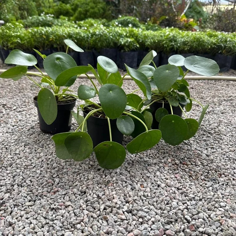 Money Plant Live Houseplant – 7-inch Tall – 4-inch Pot – Easy Care Indoor Plant - Image 5