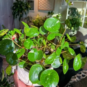 Money Plant Live Houseplant – 7-inch Tall – 4-inch Pot – Easy Care Indoor Plant - Image 6