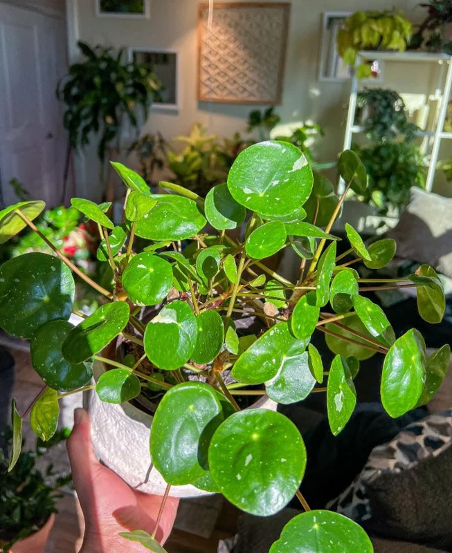 Money Plant Live Houseplant – 7-inch Tall – 4-inch Pot – Easy Care Indoor Plant - Image 6