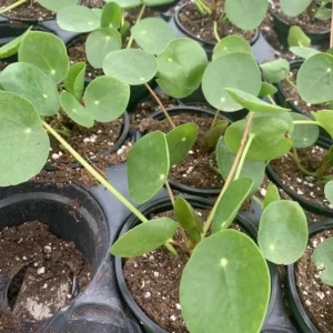 Money Plant Live Houseplant – 7-inch Tall – 4-inch Pot – Easy Care Indoor Plant - Image 7