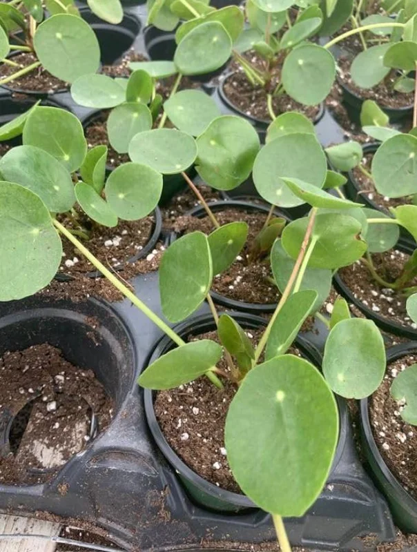 Money Plant Live Houseplant – 7-inch Tall – 4-inch Pot – Easy Care Indoor Plant - Image 7